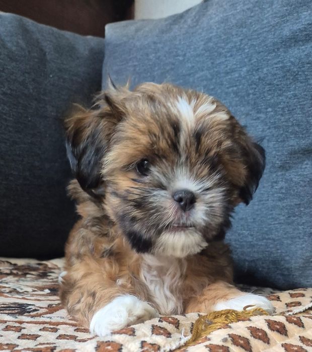 Vând cățel shih tzu