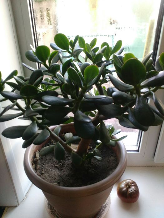 Продается толстянка,денежное дерево