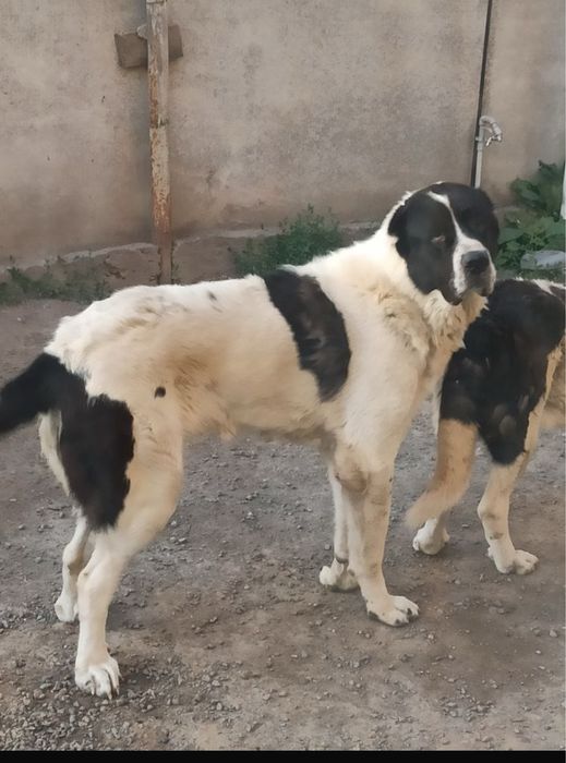 Продам щенки 4 девочки ТОБЕТ, АЛАБАЙ