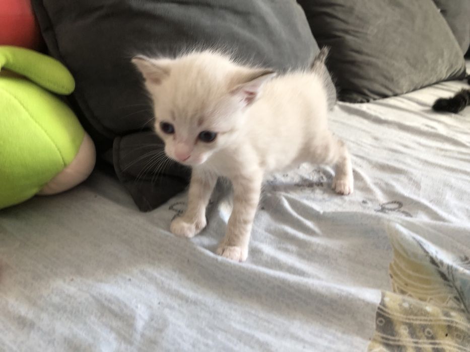 отдам котят 3 месяца