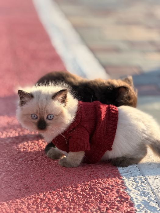 Продам чудесных котят