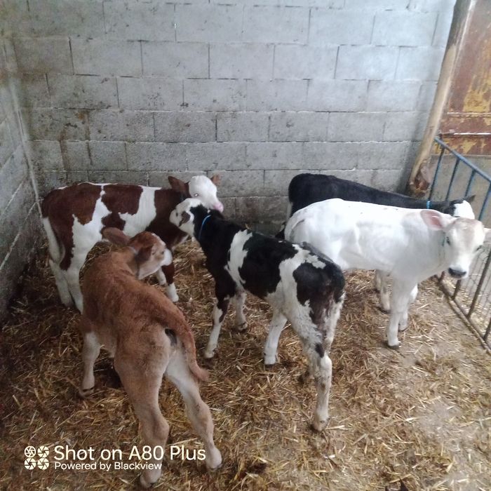 Vând 5viței de lapte