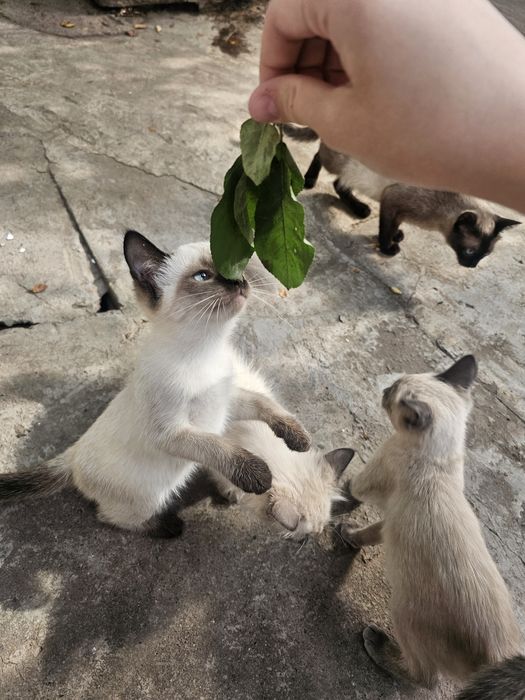 продаются сиамские котята