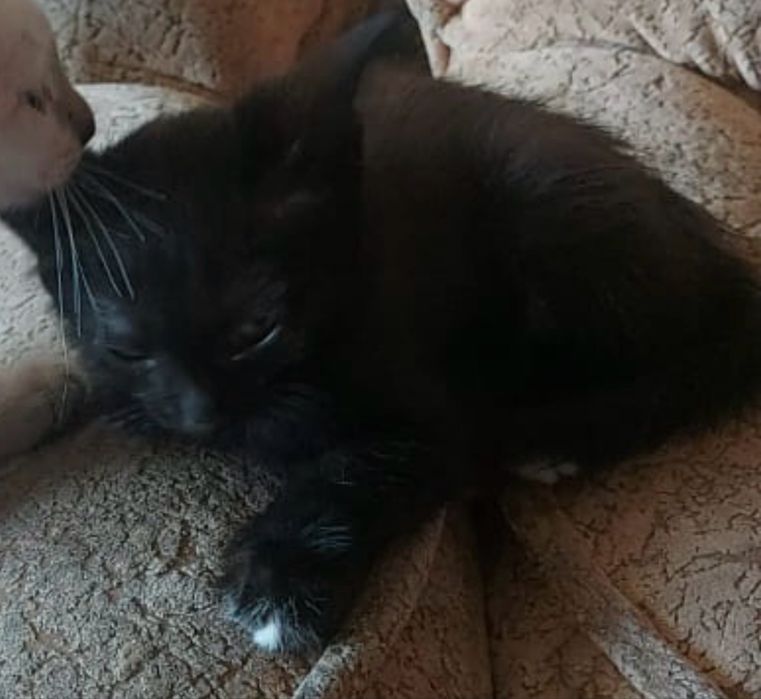 Котенок в добрые руки