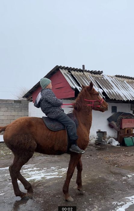 Кунан сатылады срочна