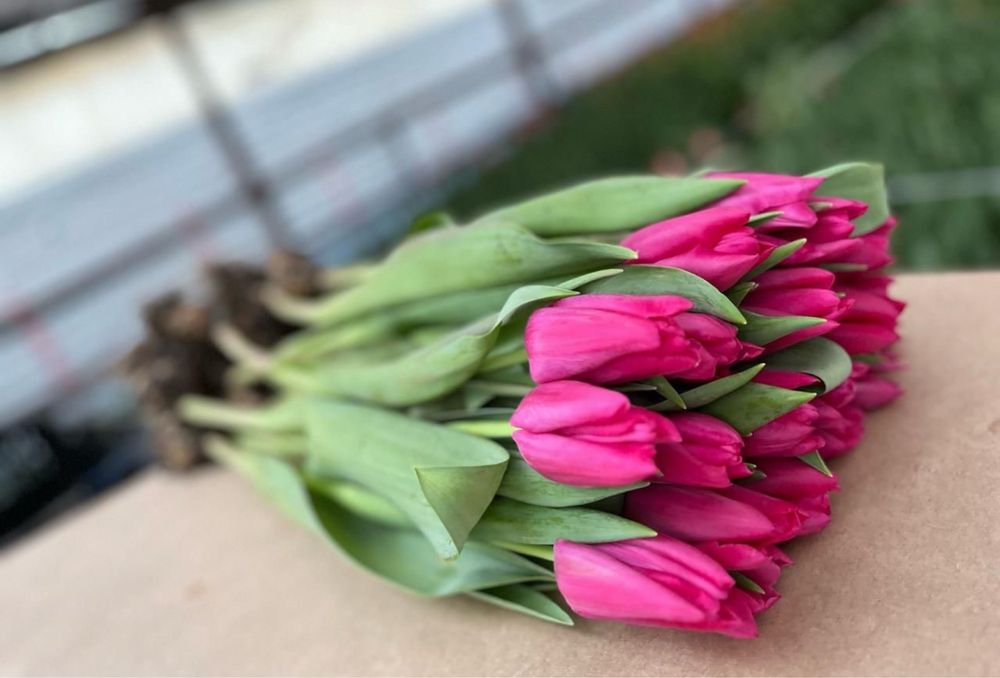 Тюльпаны оптом  доставкав любой регион документы