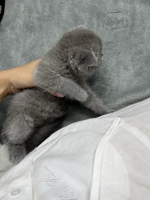Scottish fold boy ( 3oylik, aqlli,mehribon judayam)