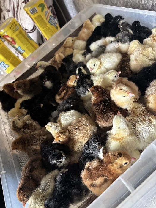 Цыплята домашних кур