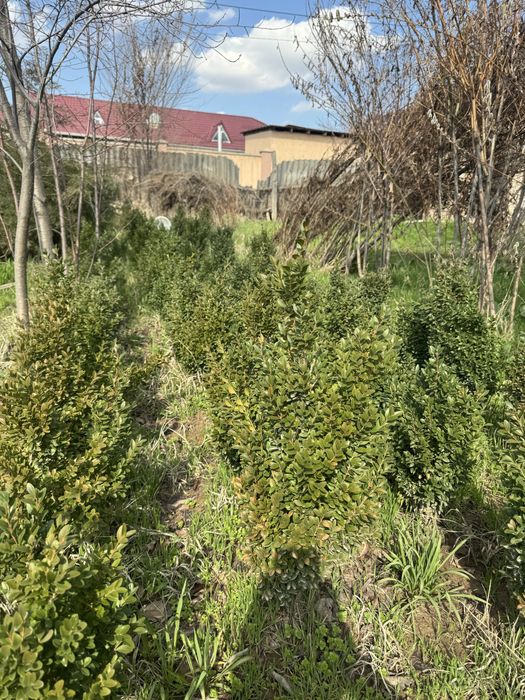 Самшит             ,