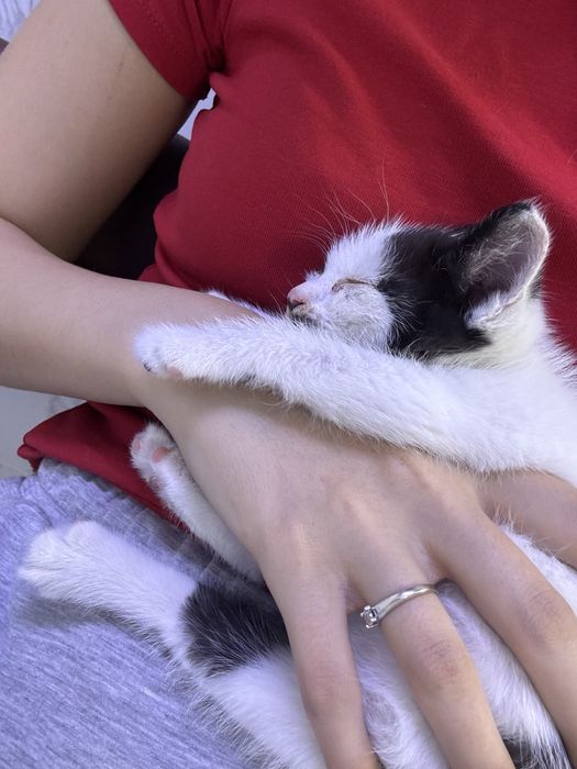 Отдам котенка в добрые руки