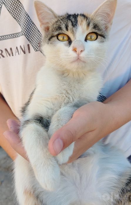 Кошка, 4 месячная