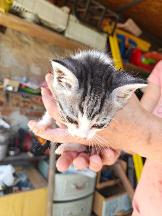 Подарявам котета