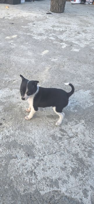 Donez catelusa Chihuahua