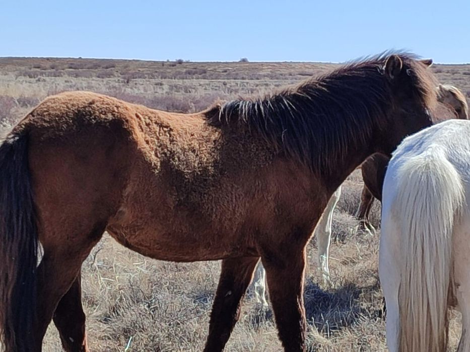 Продаю 9 годовалых жеребят