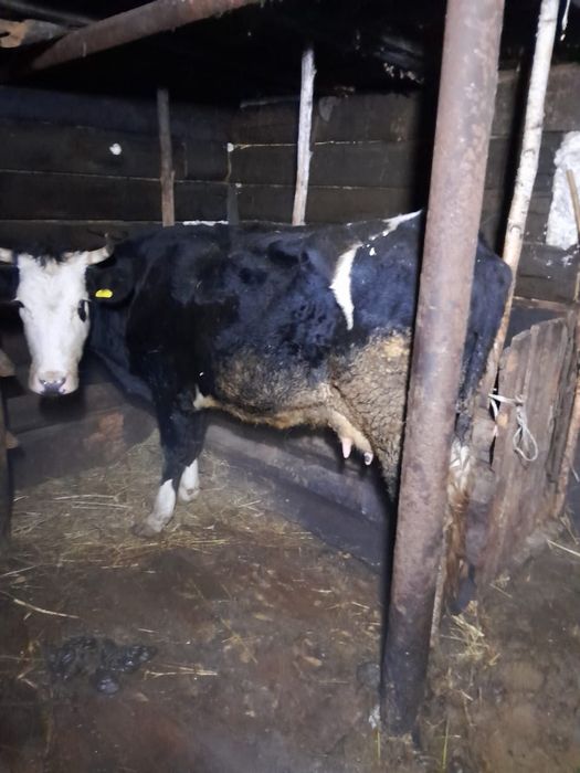 Продаются коровы доиные и телята