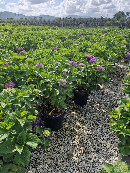 Vand hortensia hydragea
