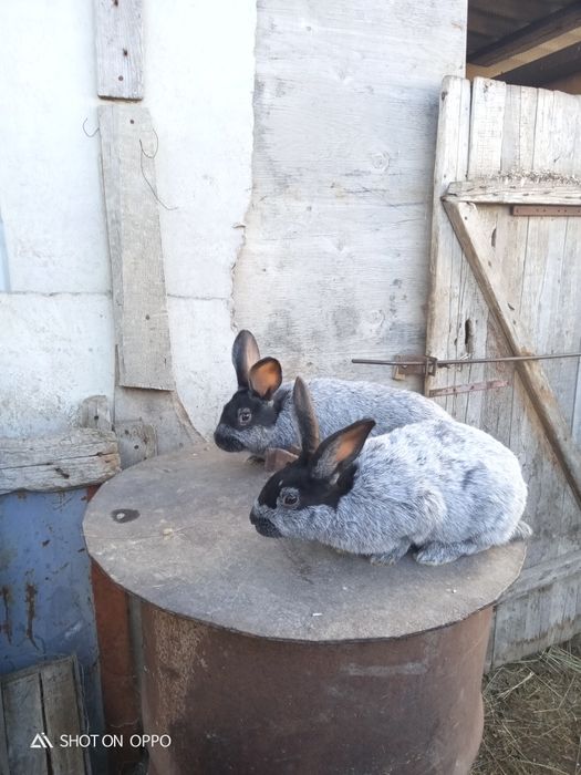 Продам кролчать серебро