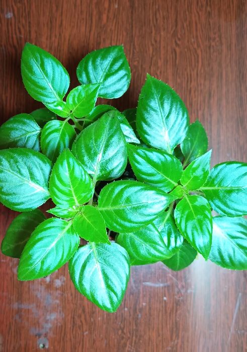 Комнатное растение Ванька мокрый