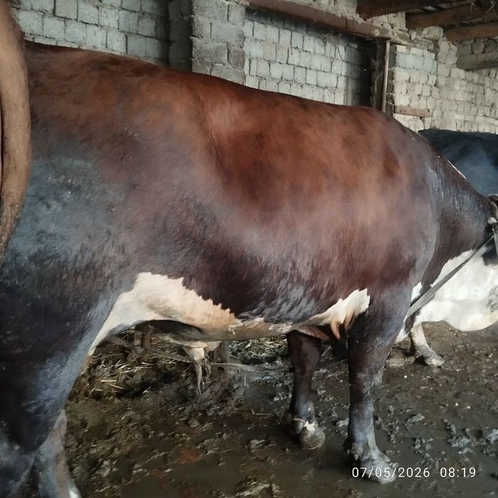Buqa uyda boqilgan 600 kg, 700kg