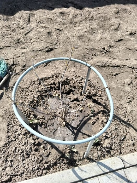 Кусты смородины.