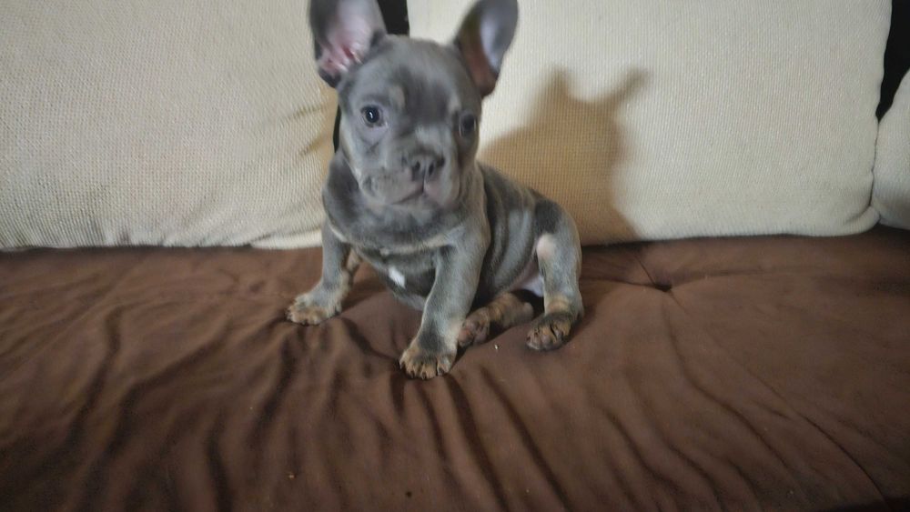 френски булдог .