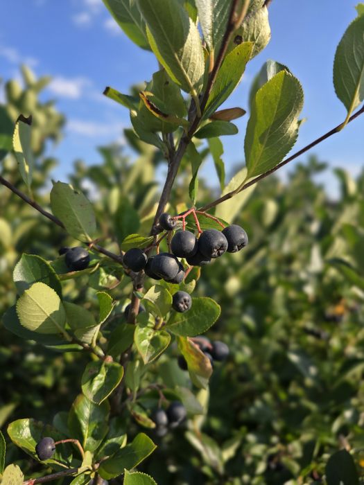 Aronia de vânzare