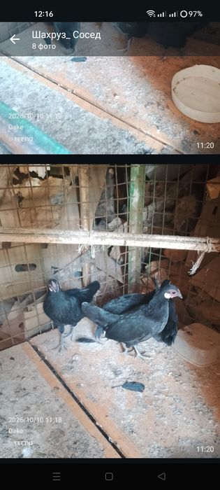 Продам Бентамка Ява