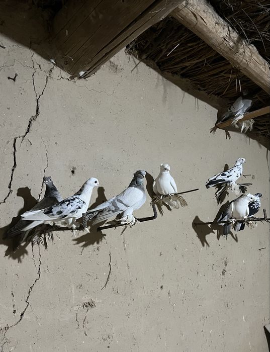 Кептерлер бар сатылатын