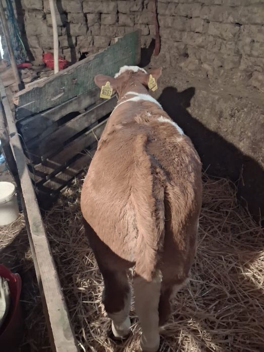 Vând vițel bălțat