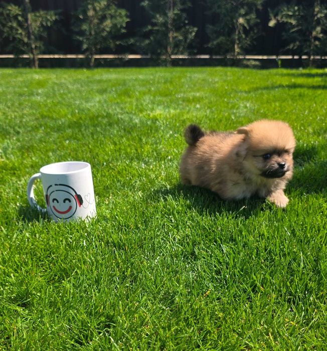 Puiut Pomeranian