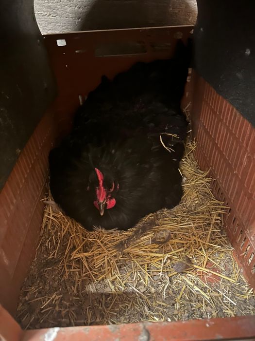 Квочка, наседка черная