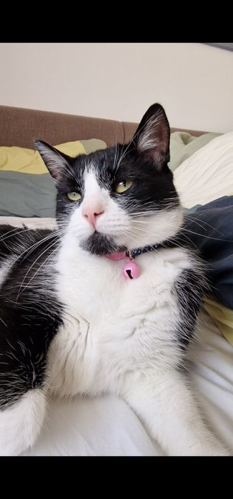 Donez motan, 4 ani, sterilizat