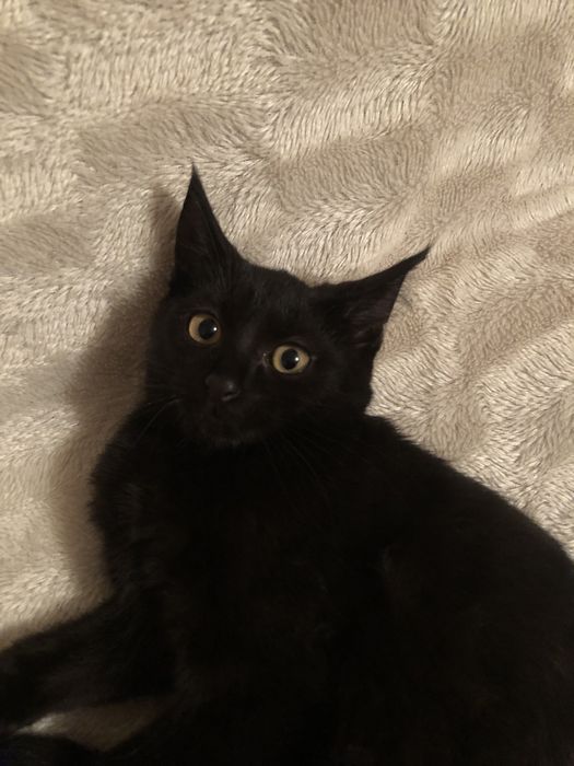 Коты в добрые руки