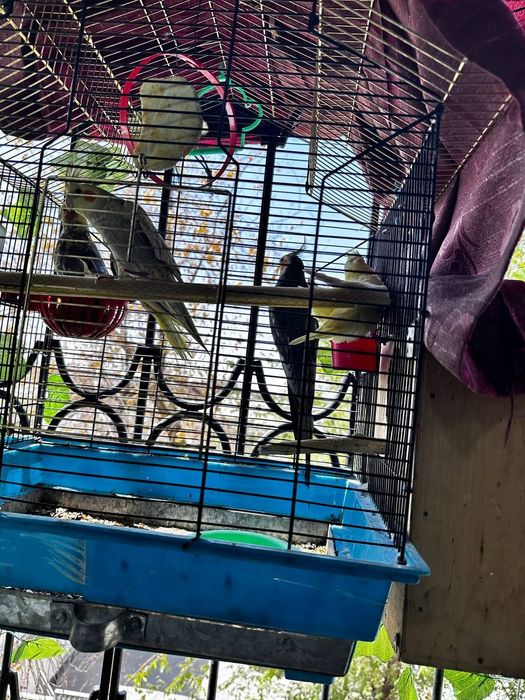 Srochna sog'lom karella bolalari sotiladi