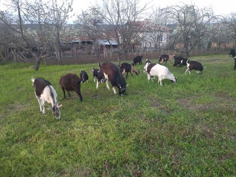 Продавам пръчове Пръч Коза Ярета Кози