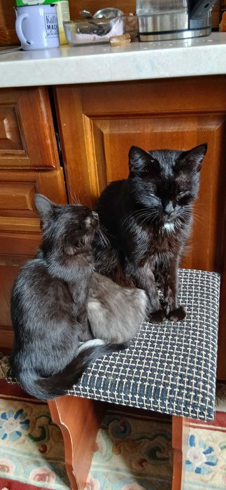 Котята родидись 8 марта
