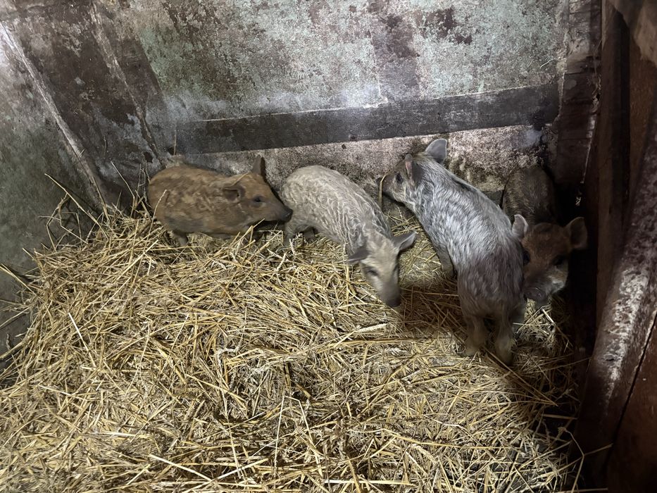 Продам кабана производителя