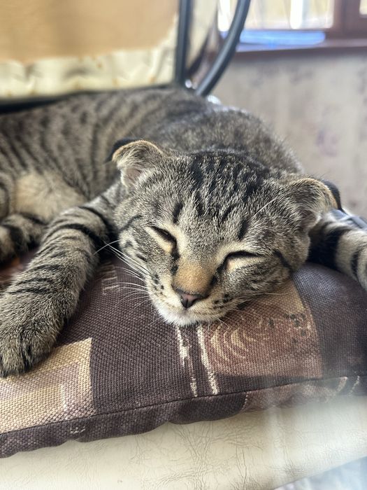Котенок вислоухи короткошерстный