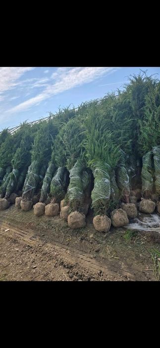 Vând tuia leylandii chiparos la oferta 100 lei buc livrare gratuita