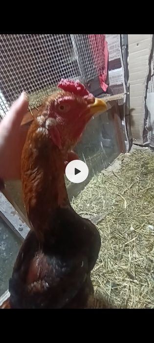 Подам жужика Срочно