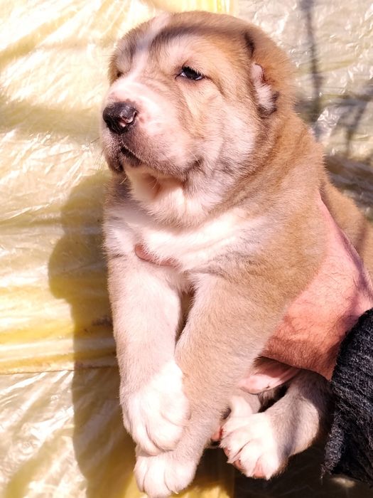 Щенок АЛАБАЙ продается