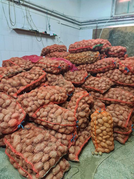 Cartofi în cantitate mare