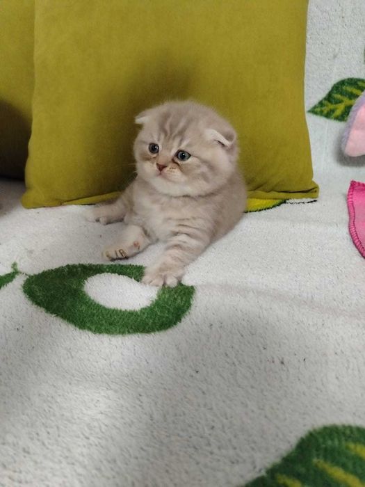 Продам замечательных вислоухих котят