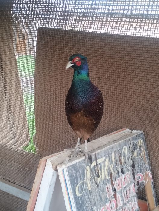 Продается румынский фазан!