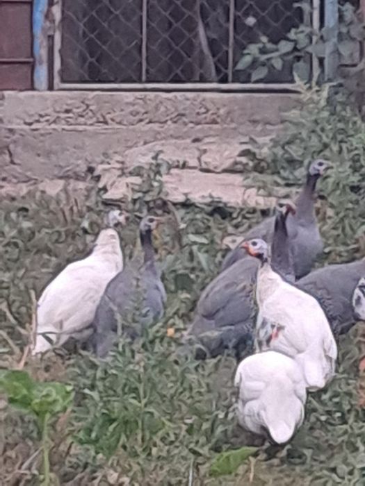 Vând bibilici 7 bucati
