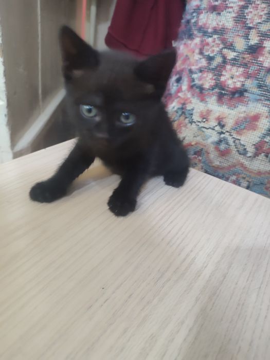 Котята из шотландцев