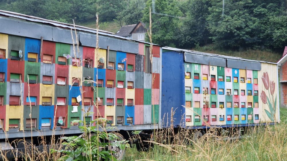 40 de familii de albine