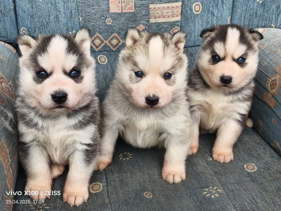 Щенки сибирской хаски.