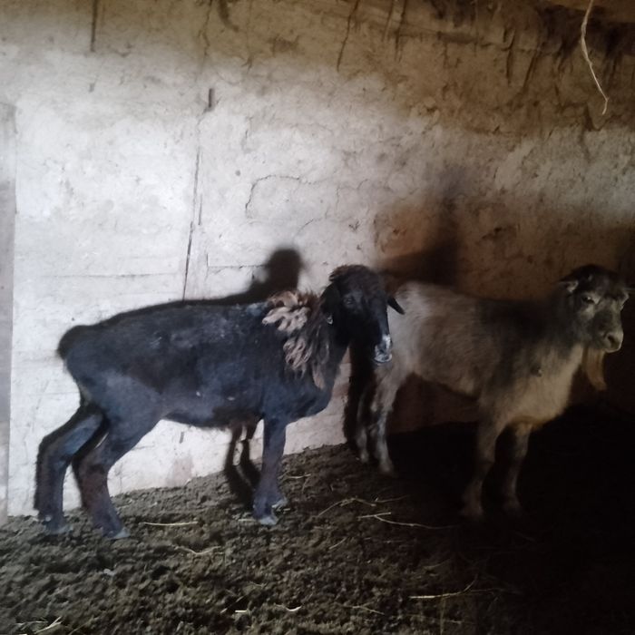 Продам баран курбан байрам