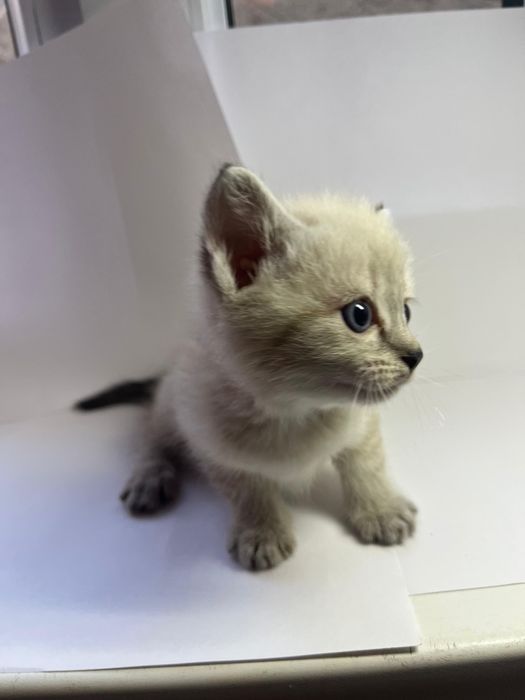 Котенки 3 бесплатно